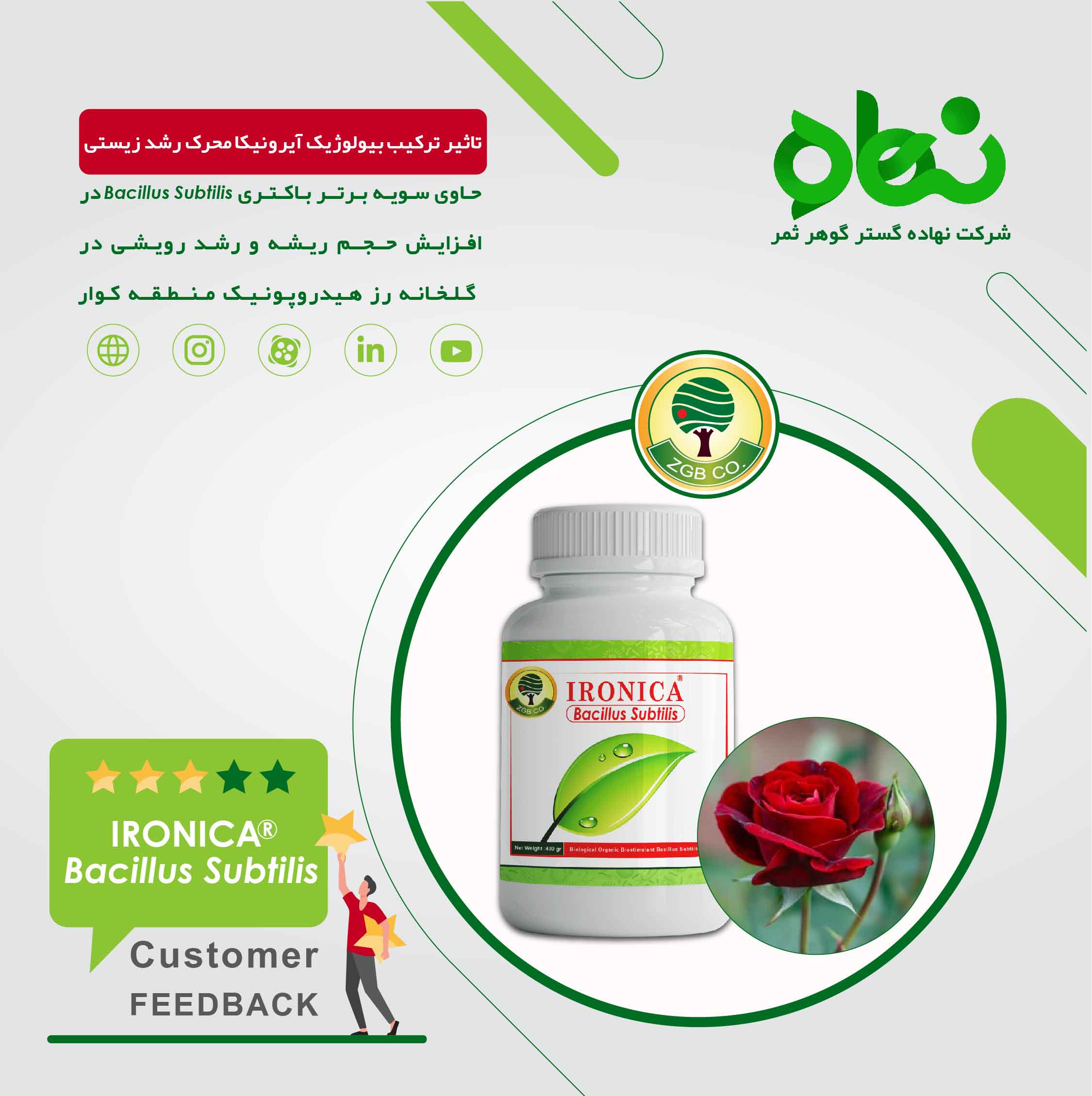 تاثیر ترکیب بیولوژیک آیرونیکا محرک رشد زیستی در گلخانه رز